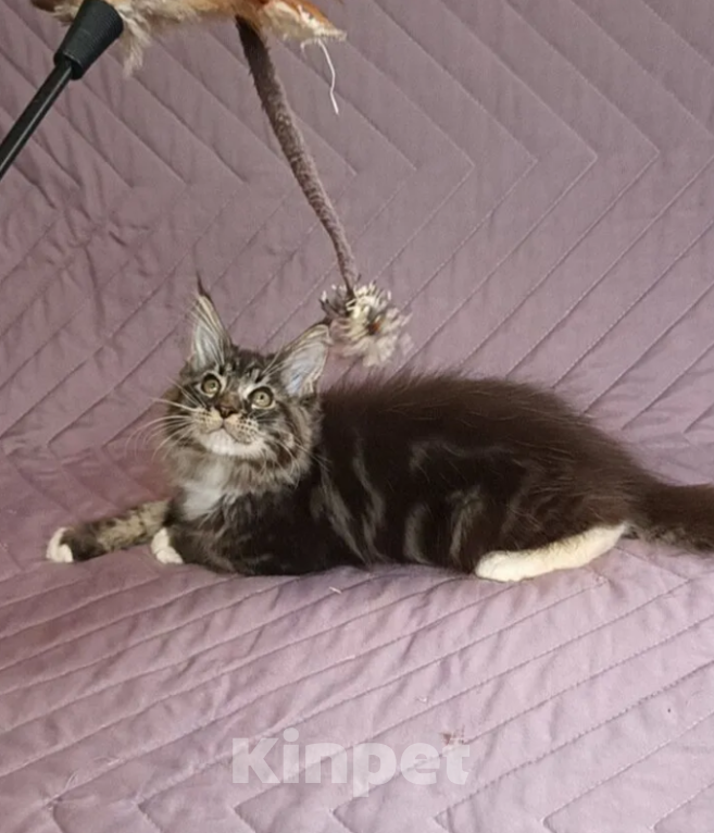 Кошки в Самаре: Мейн-ку́н Мальчик, 25 000 руб. - фото 4