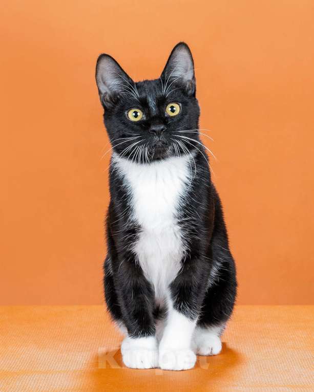 Кошки в Омске: кошечка курильского бобтейла Девочка, 30 000 руб. - фото 6