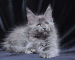 Кошки в Видном: Шикарный мейн-кун  Девочка, 80 000 руб. - фото 7