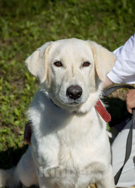 Собаки в Москве: Ему не место в приюте. Метис лабрадора Мальчик, Бесплатно - фото 2