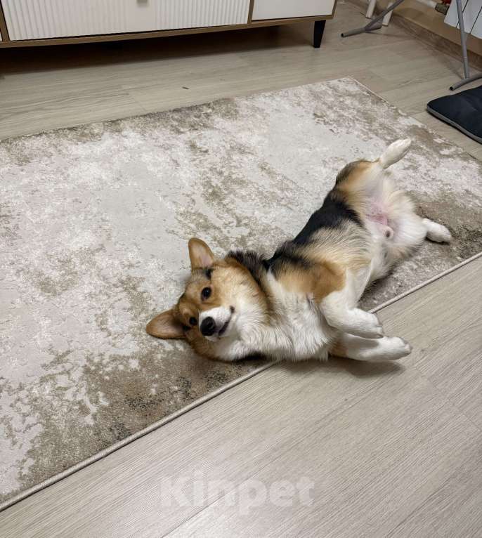 Собаки в Новосибирске: Корги-подросток ищет семью  Мальчик, Бесплатно - фото 3
