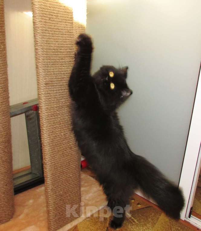 Кошки в Санкт-Петербурге: Шотландская кошечка по цене кастрации Девочка, 10 000 руб. - фото 4