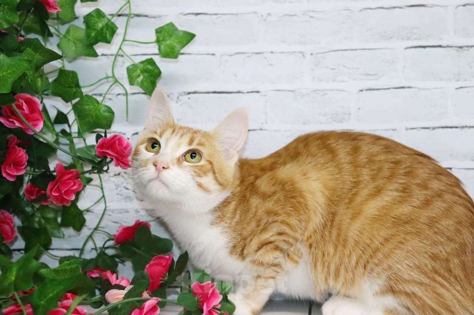 Кошки в Москве: Солнышко Розочка в поисках семьи Девочка, Бесплатно - фото 1