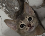 Кошки в Москве: Абиссинский котенок  Мальчик, 40 000 руб. - фото 1