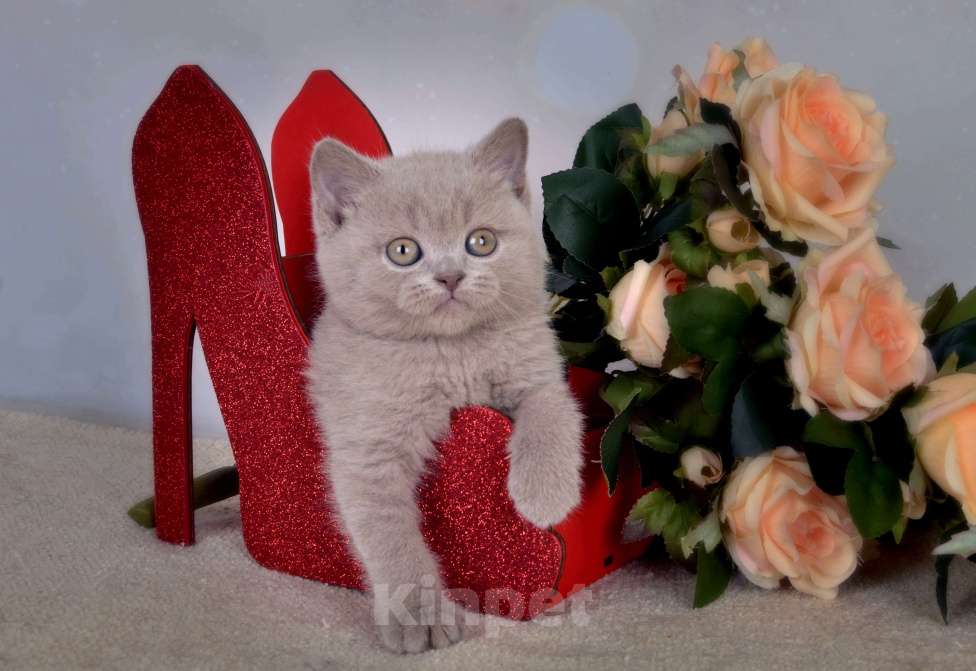 Кошки в Санкт-Петербурге: Британский котик классического лилового окраса Мальчик, 50 000 руб. - фото 3