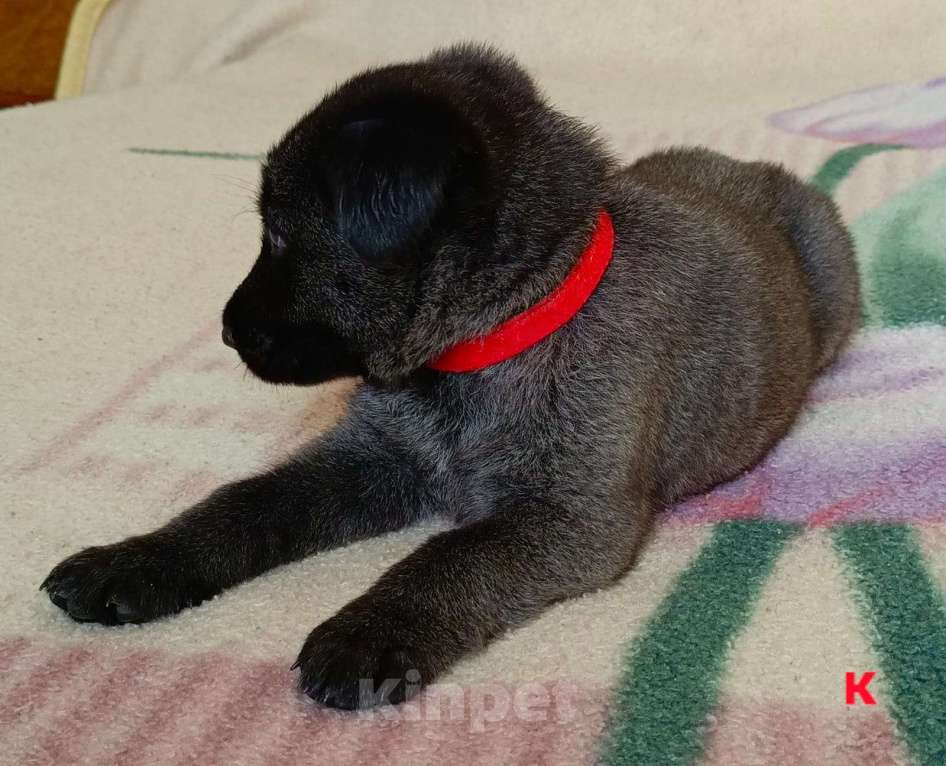 Собаки в других городах Краснодарского края: Продам щенков немецкой овчарки Мальчик, 17 000 руб. - фото 3