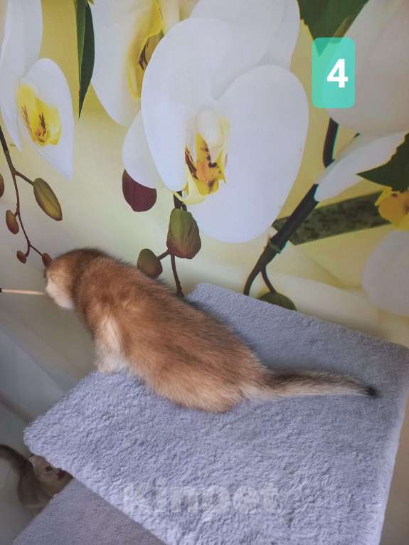 Кошки в Люберцах: Шотландские котята Мальчик, 15 000 руб. - фото 7