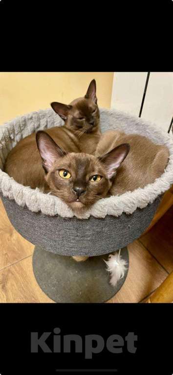 Кошки в Москве: Бурманские котята Девочка, Бесплатно - фото 6