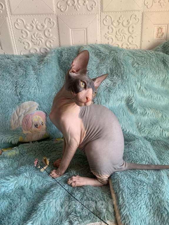 Кошки в Москве: Котик Донского сфинкса  Мальчик, 45 000 руб. - фото 10