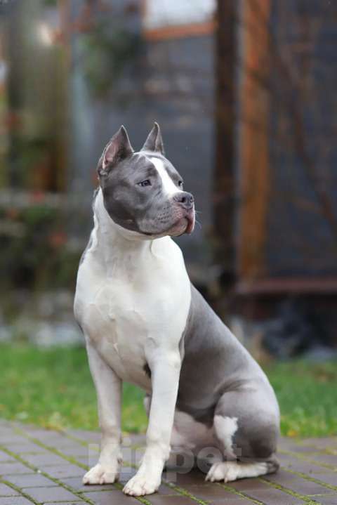 Собаки в Москве: Подрощенный щенок амстаффа из питомника. Мальчик, 120 000 руб. - фото 3