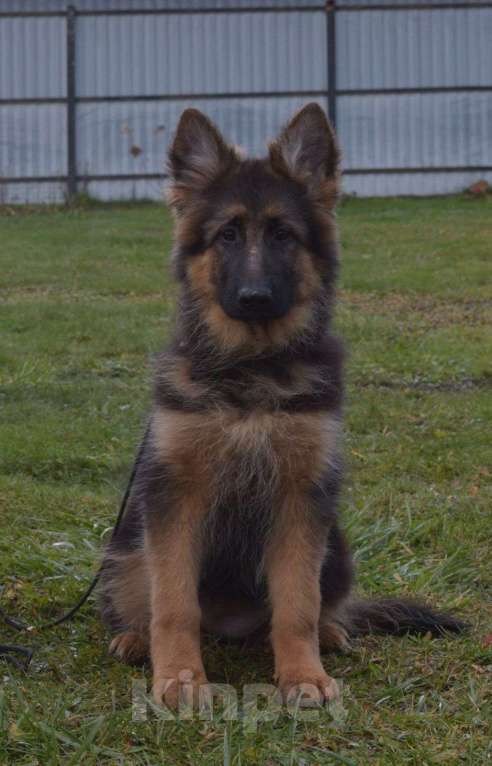 Собаки в Москве: Продам щенка немецкой длинношерстной овчарки. Щенки рождены 8.07.2025.  Мальчик, Бесплатно - фото 2