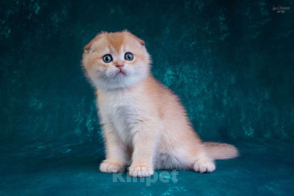 Кошки в Петрозаводске: Шотландская висоухая золотая шиншилла  Девочка, 60 000 руб. - фото 5