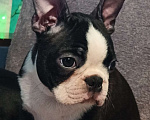 Собаки в Москве: Щенок бостон терьер Мальчик, Бесплатно - фото 3