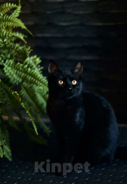 Кошки в Москве: Активные бесстрашные черные котята-мальчики в добрые руки Мальчик, 10 руб. - фото 9