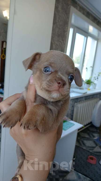 Собаки в Хабаровске: Продам мальчика чихуахуа с документами  Мальчик, 60 000 руб. - фото 2