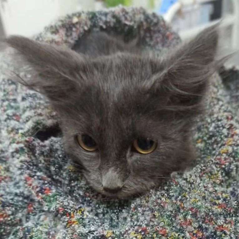 Кошки в Москве: Есть ли шансы найти дом у особенного котенка? Мальчик, Бесплатно - фото 3