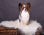 Собаки в Уфе: Папийон для вязки, 25 000 руб. - фото 1