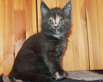 Кошки в Моздоке: Котята мейн кун, 15 000 руб. - фото 2