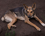 Собаки в Новосибирске: Лана - маленький олененок ищет семью Девочка, 1 руб. - фото 4