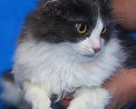 Кошки в Москве: Уно. Красавец кот из приюта Мальчик, 1 руб. - фото 3