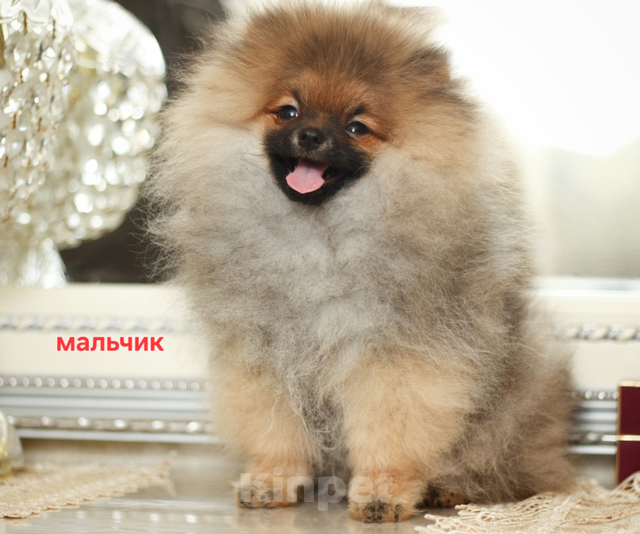 Собаки в Краснодаре: Шпиц мальчик подросток Мальчик, 49 000 руб. - фото 2