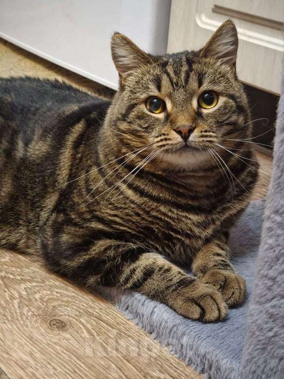 Кошки в Москве: Нежный котик Кузя в добрые руки  Мальчик, Бесплатно - фото 5