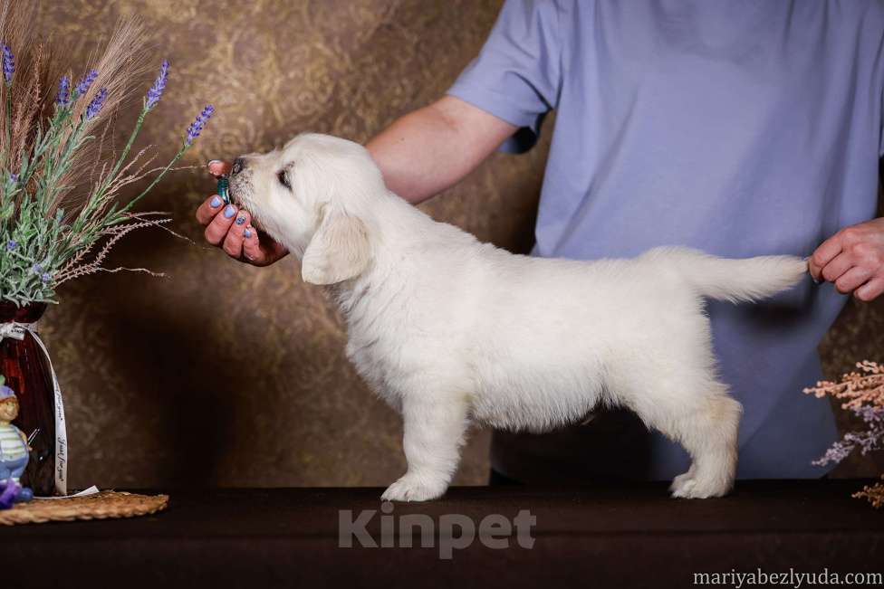 Собаки в Москве: Золотистого ретривера щенки Мальчик, 85 000 руб. - фото 3