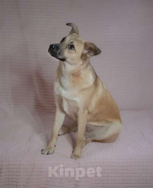 Собаки в Москве: Очаровательная собачка в добрые руки Девочка, Бесплатно - фото 2