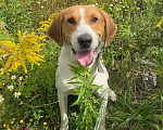 Собаки в других городах Московской области: Русская гончая ищет дом Мальчик, Бесплатно - фото 5