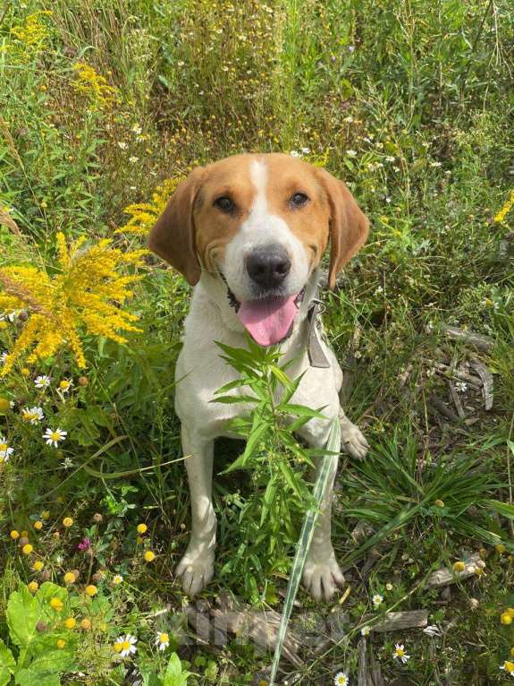 Собаки в других городах Московской области: Русская гончая ищет дом Мальчик, Бесплатно - фото 5