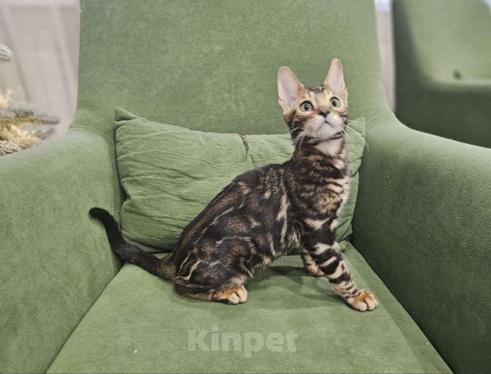 Кошки в Москве: Бенгальский котенок Мальчик, 40 000 руб. - фото 4