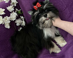 Собаки в Москве: Чёрный йорк девочка стандарт кукольная Девочка, 70 000 руб. - фото 6