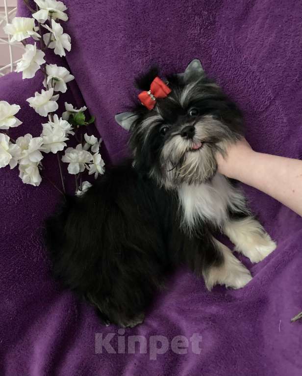 Собаки в Москве: Чёрный йорк девочка стандарт кукольная Девочка, 70 000 руб. - фото 6