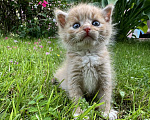 Кошки в Москве: Котенок ищет дом Мальчик, Бесплатно - фото 1