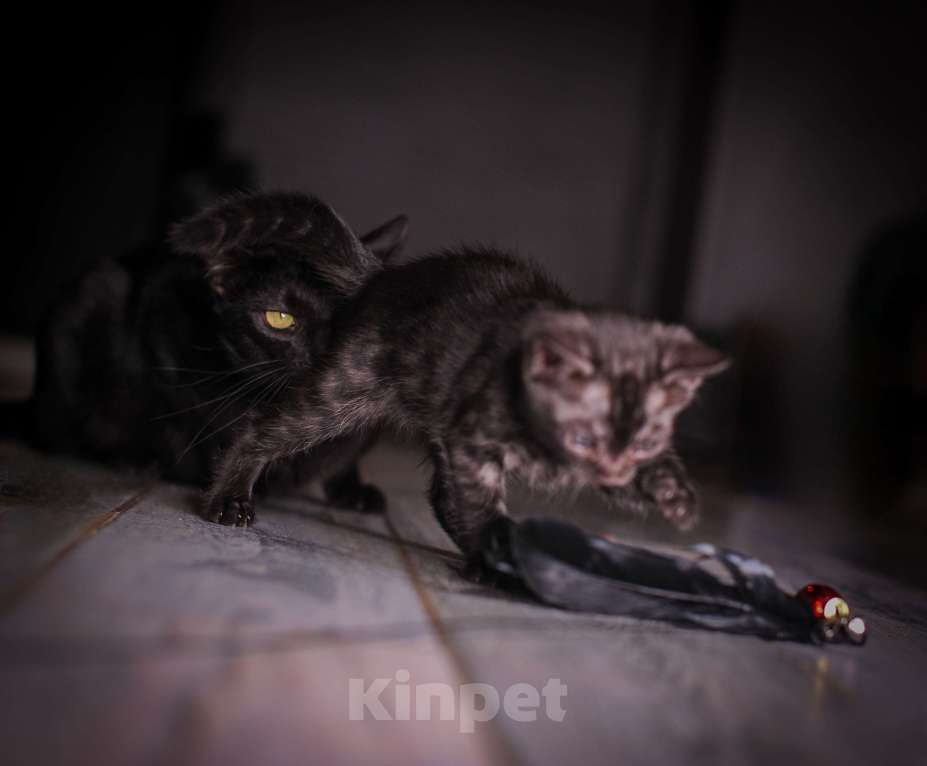 Кошки в Москве: Черный бенгал пантерка Девочка, 60 000 руб. - фото 7