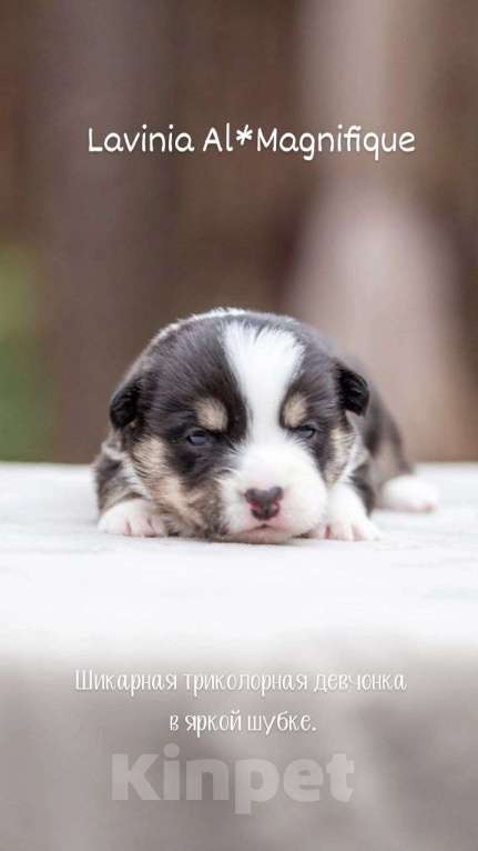 Собаки в Москве: Открыто бронирование Мальчик, Бесплатно - фото 3