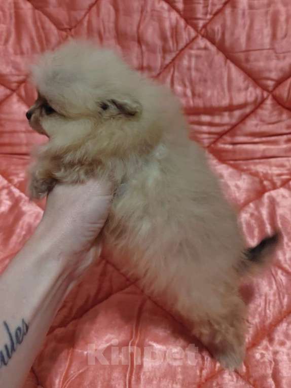 Собаки в Екатеринбурге: Миники Девочка, 50 000 руб. - фото 1