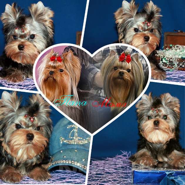 Собаки в Москве: Мальчик Йорк от чемпионов. Мальчик, 60 000 руб. - фото 1