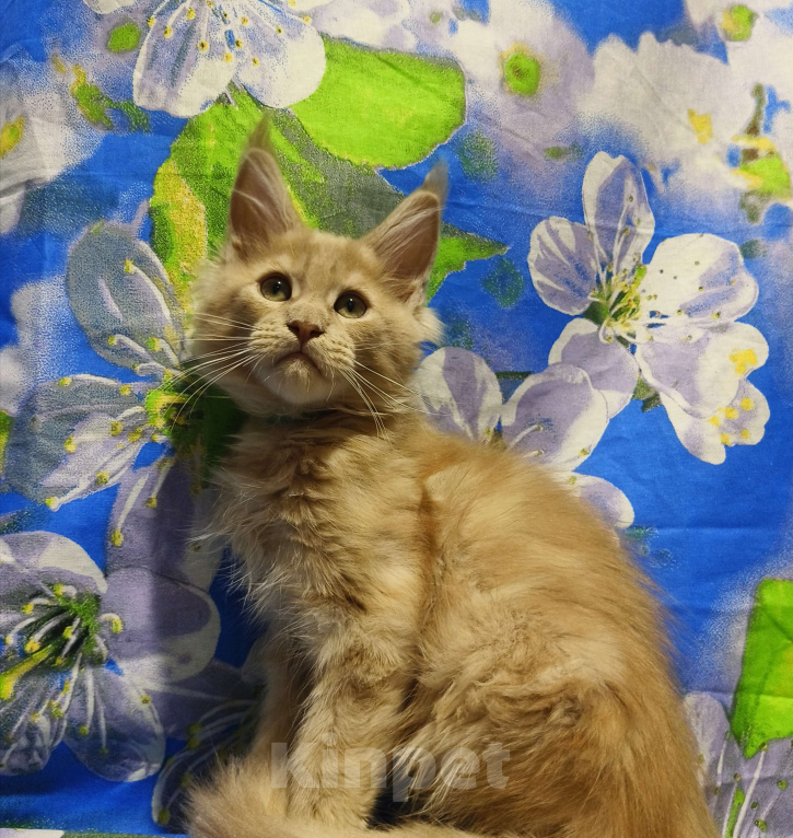 Кошки в Москве: Мейн-Кун Мальчик Мальчик, 70 000 руб. - фото 1