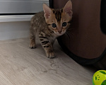 Кошки в Домодедово: Бенгальский котёнок (девочка) Девочка, 20 000 руб. - фото 3