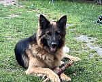 Собаки в других городах Московской области: Щенок подросток немецкой овчарки  Мальчик, 30 000 руб. - фото 5