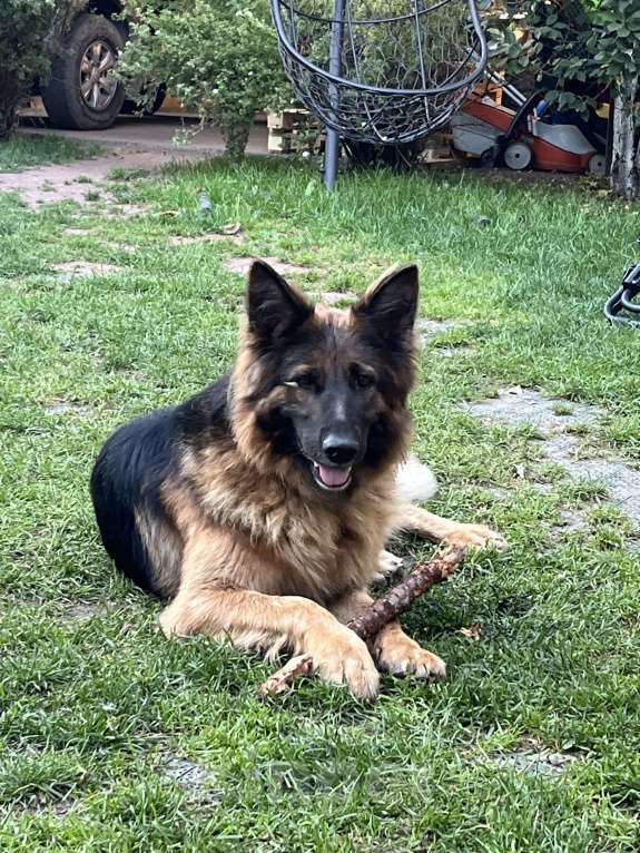 Собаки в других городах Московской области: Щенок подросток немецкой овчарки  Мальчик, 30 000 руб. - фото 5