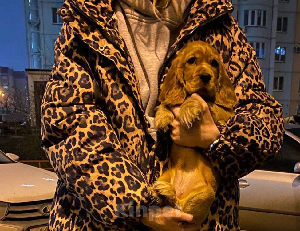 Собаки в Воронеже: Умненькая девочка Девочка, 15 000 руб. - фото 2