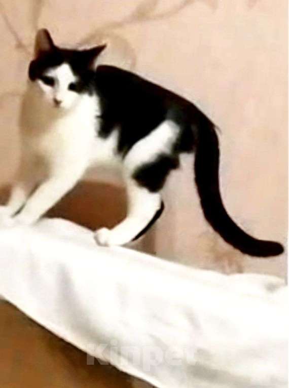 Кошки в Москве: Молодая ласковая Зая 5 мес Девочка, Бесплатно - фото 7