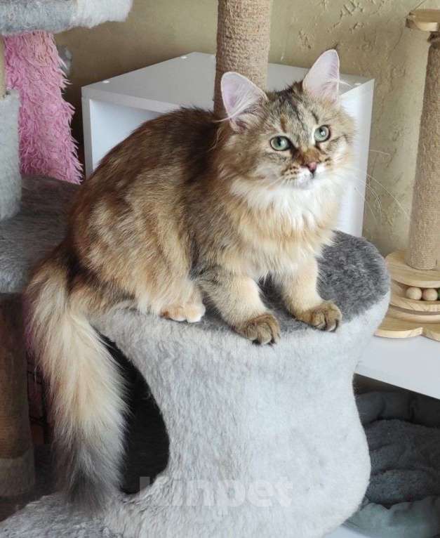 Кошки в Новосибирске: Wesnushka Девочка, 65 000 руб. - фото 9