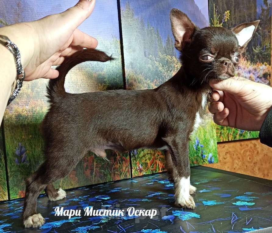 Собаки в Санкт-Петербурге: Оскар курносый мини чихуахуа шоколадного окраса Мальчик, 60 000 руб. - фото 1