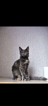 Объявление: котята Мейн-Кун, Бесплатно, Сочи