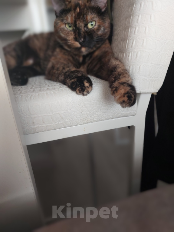 Кошки в Хабаровске: Отдам кошку в добрые руки Девочка, Бесплатно - фото 2