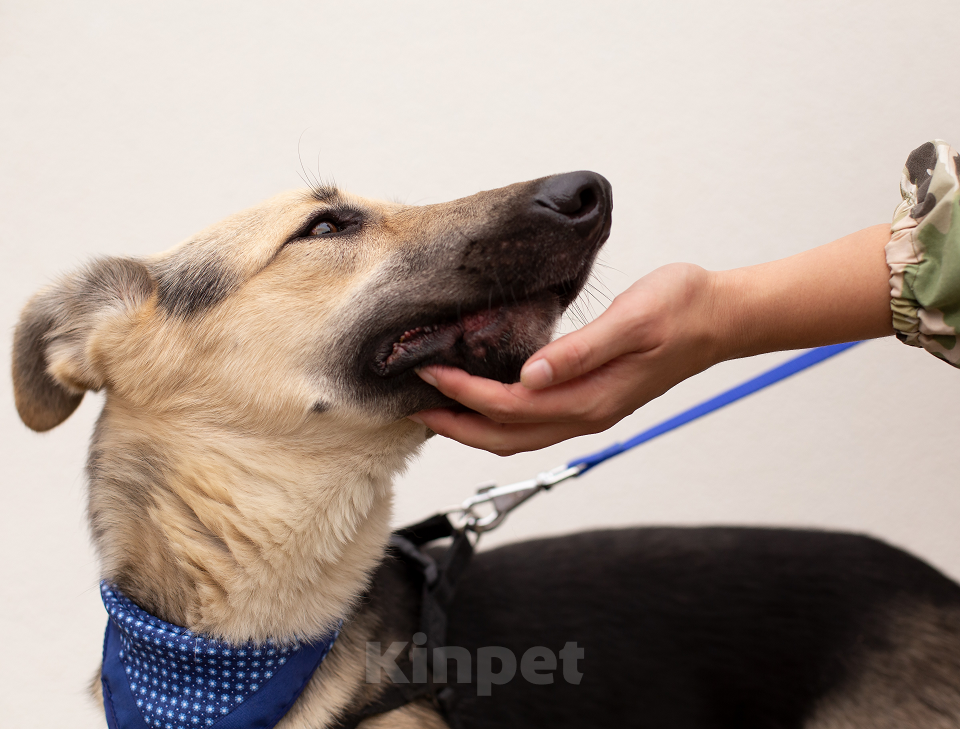 Собаки в Москве: Дионис Мальчик, Бесплатно - фото 4