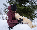 Собаки в Москве: Маленькая собачка в добрые руки Девочка, Бесплатно - фото 6